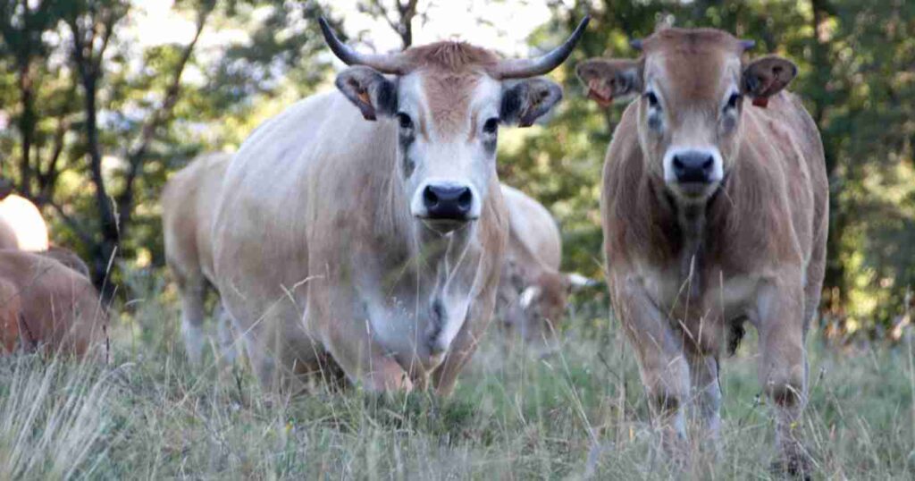 Aubrac, ganadería