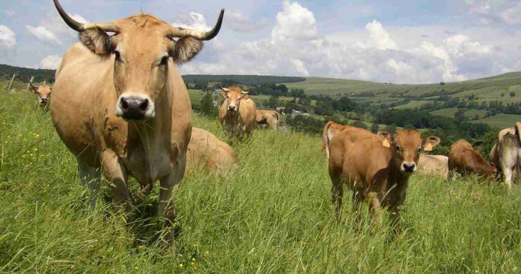 Aubrac, ganadería