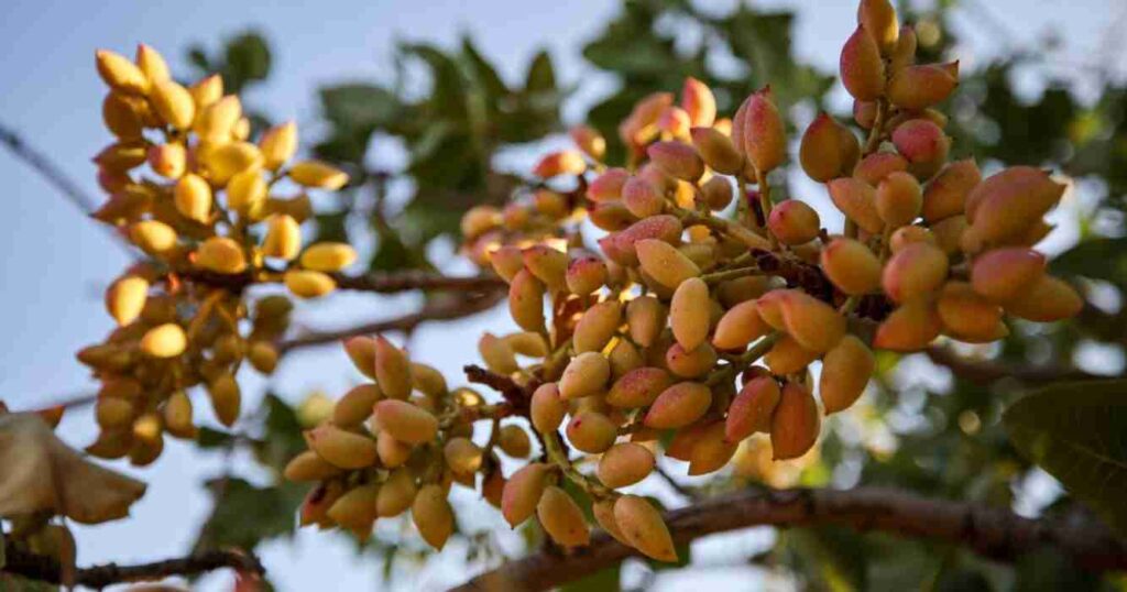 Pistacho, Argentina