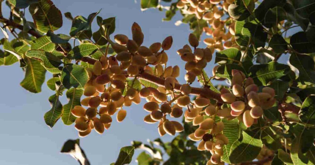 Pistacho, Argentina