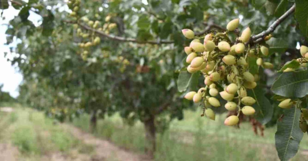 Pistacho, Argentina