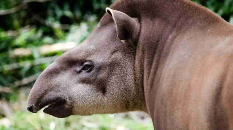 Tapir, Tucumán