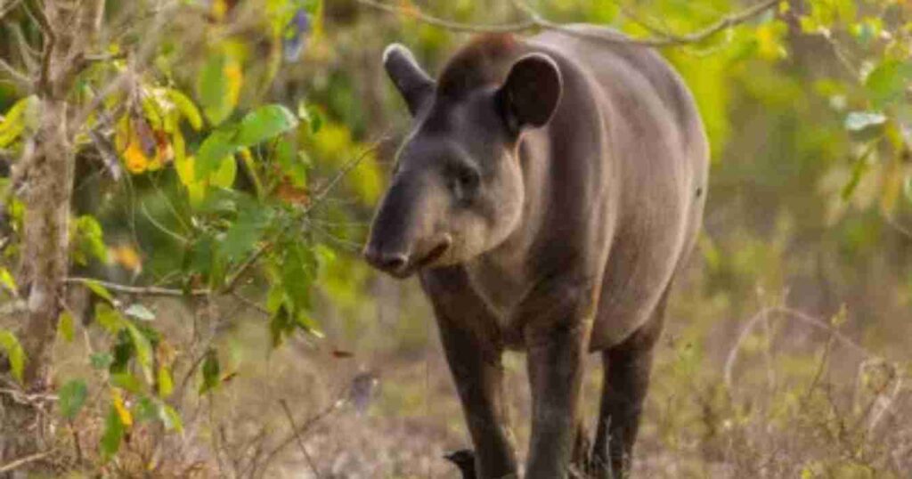 Tapir, Tucumán