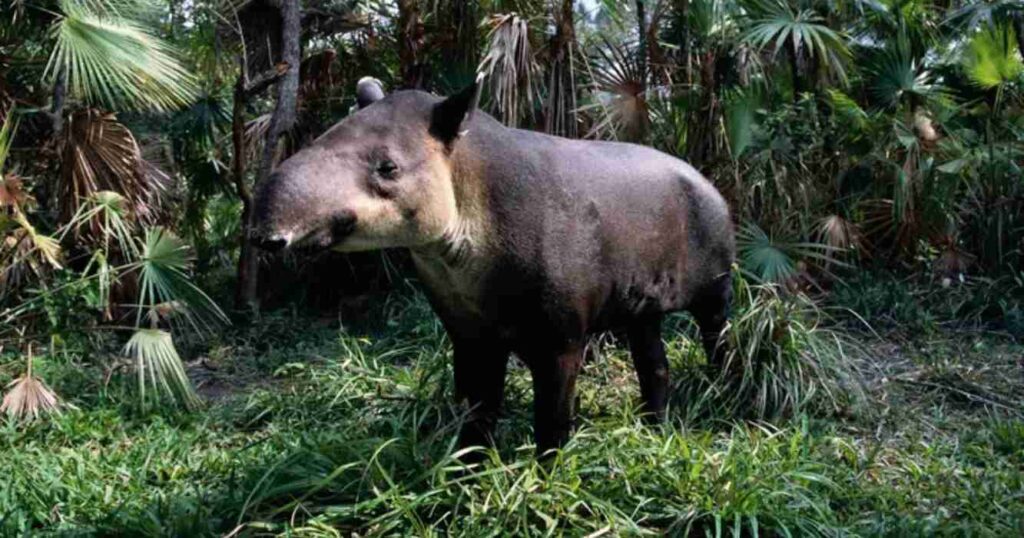 Tapir, Tucumán