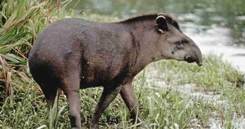 Tapir, Tucumán