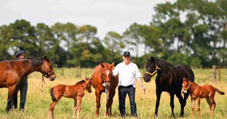 Caballos