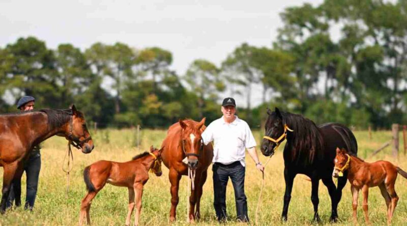 Caballos