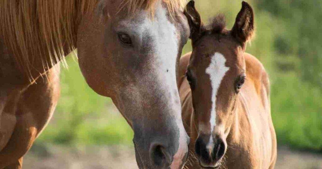 Caballos