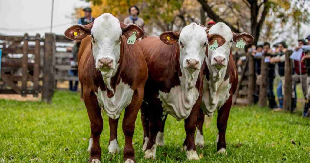 Raza, braford, ganadería