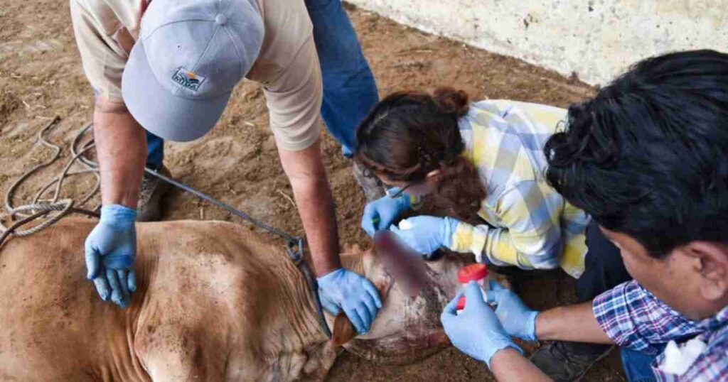 Ganadería, gusano barrenador, ciencias nucleares