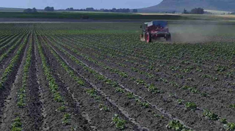 Agricultura, plagas