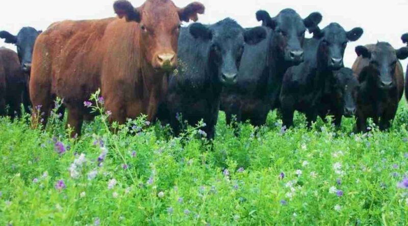 alfalfa, ganadería