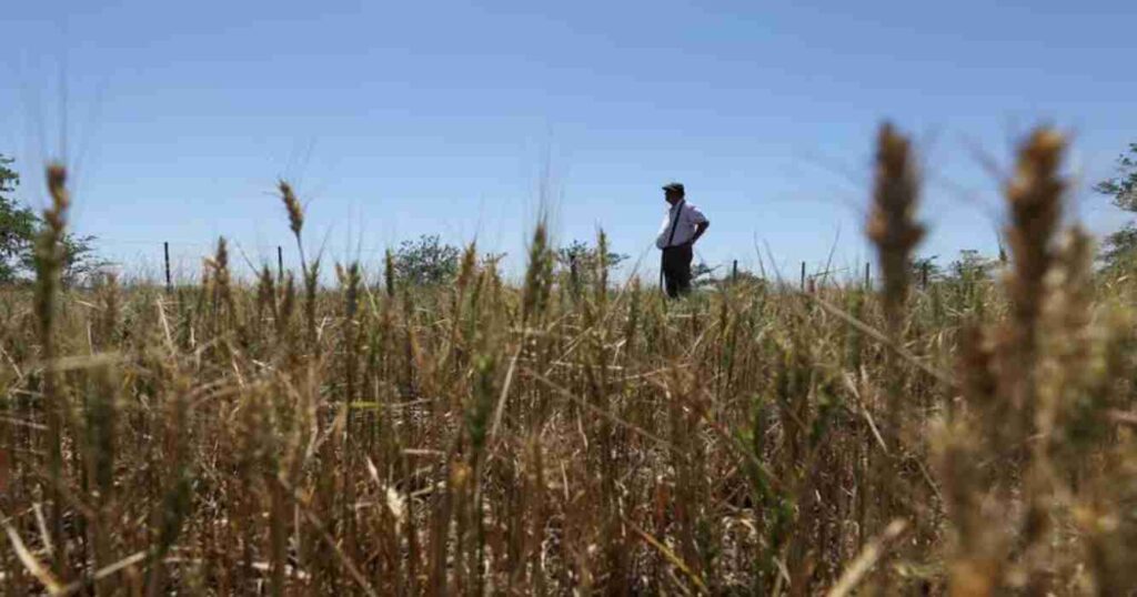 Campo, Los grobo, agrofina