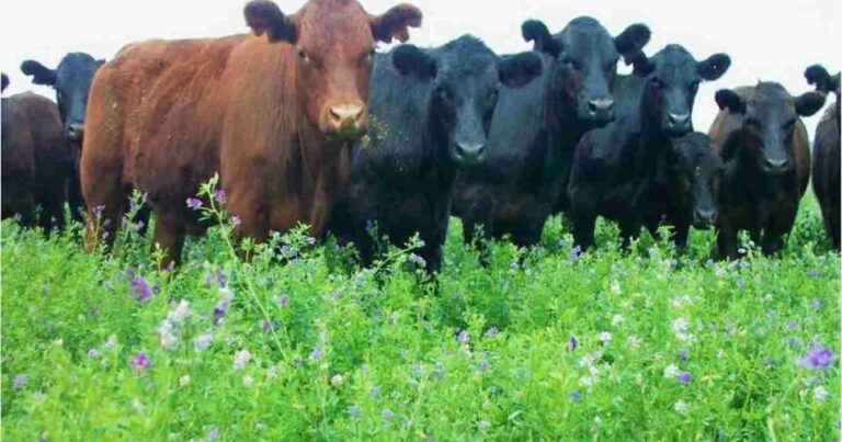 Ganadería, alfalfa, siete de oro