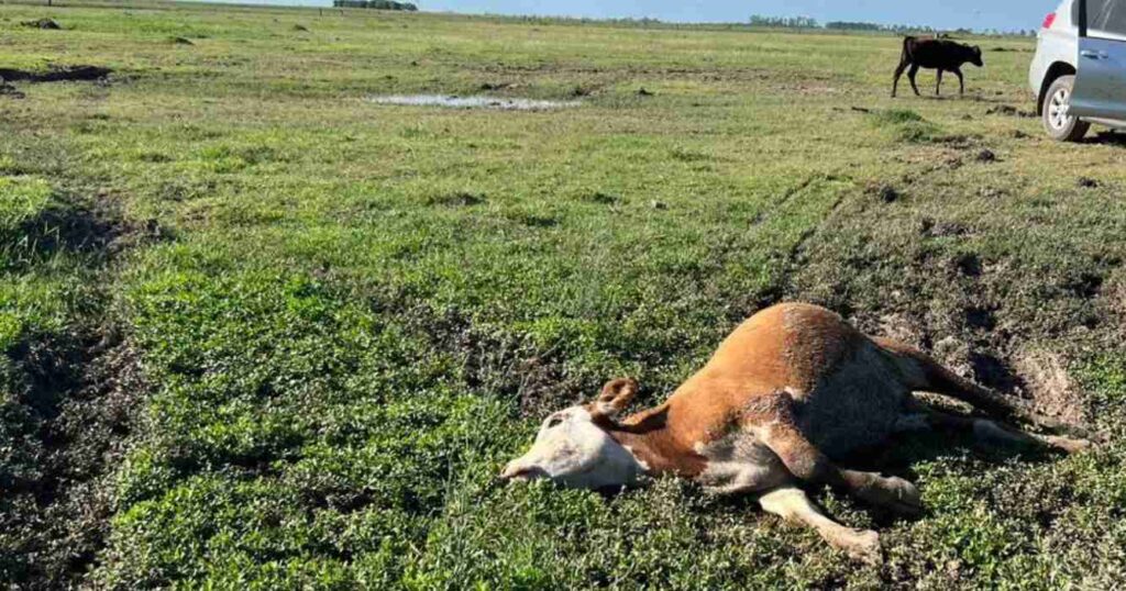 Ganadería, alfalfa, siete de oro