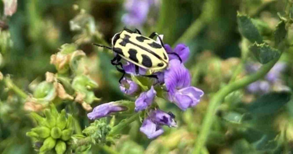 Ganadería, alfalfa, siete de oro