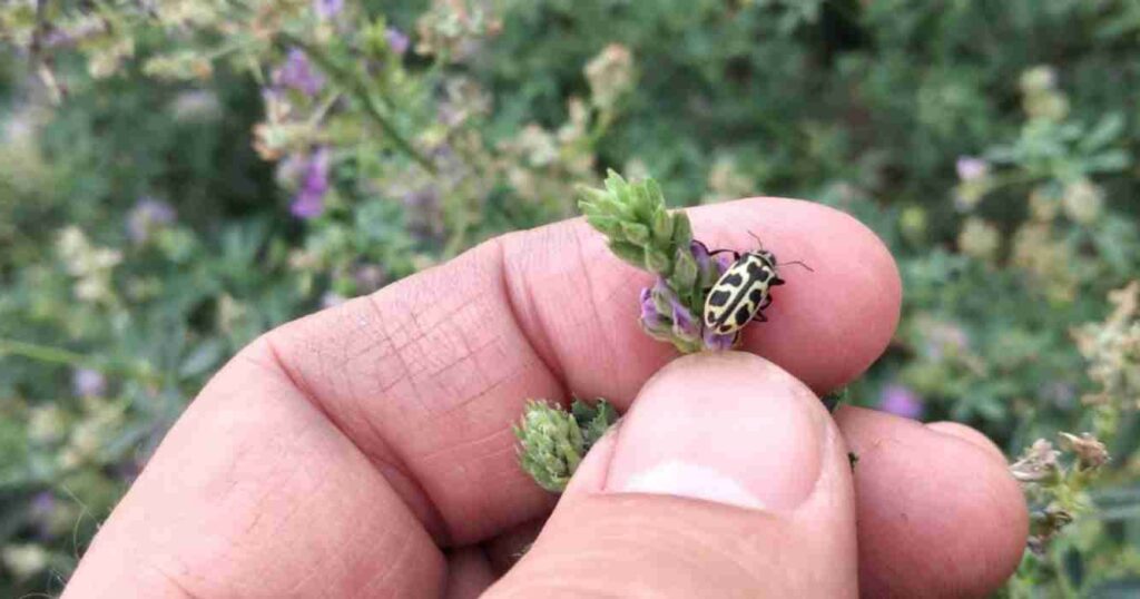 Ganadería, alfalfa, siete de oro