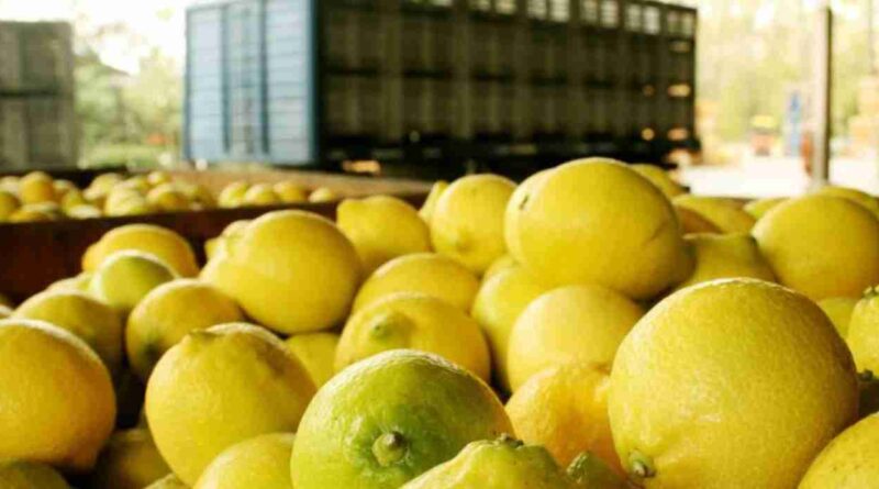 Limon, exportaciones