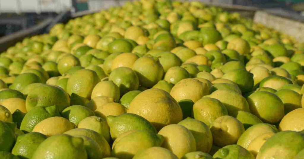 Limon, exportaciones