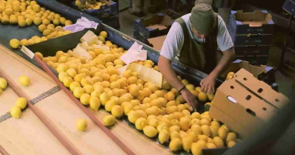 Limon, exportaciones