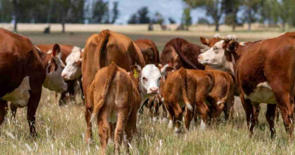 Ganadería, cría, alquileres agrícolas