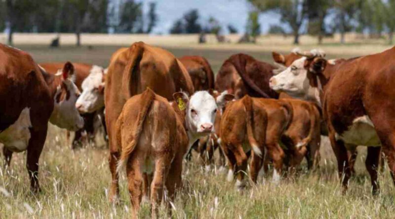 Ganadería, cría, alquileres agrícolas