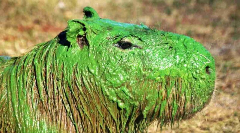 Carpinchos, verdes, Entre Ríos