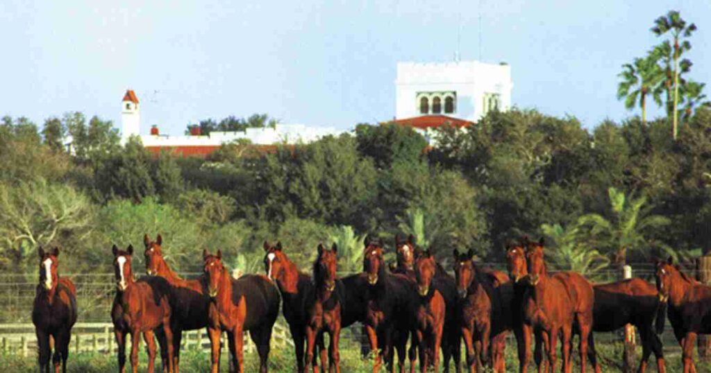 King Ranch, ganadería