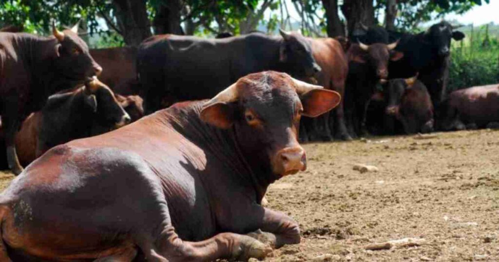 King Ranch, ganadería