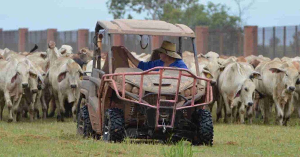 Tipperary, ganadería, Australia