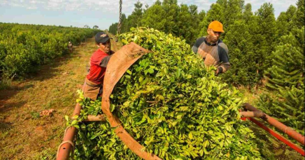 Yerba mate