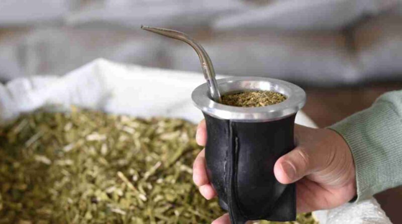 Yerba mate