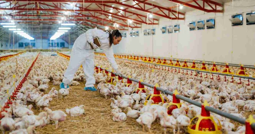 Granjas avícolas, pollo