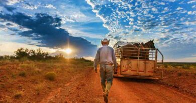 Waggoner, campo, ganadería