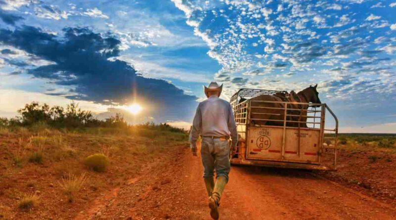 Waggoner, campo, ganadería