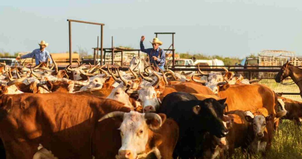 Waggoner, campo, ganadería