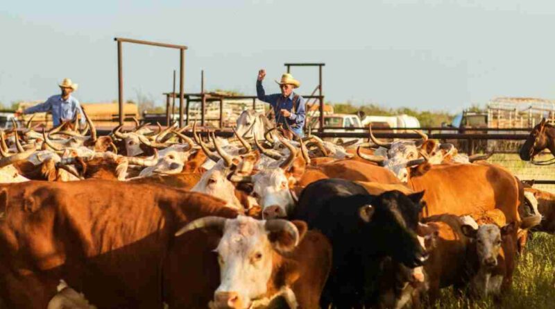 Waggoner, campo, ganadería