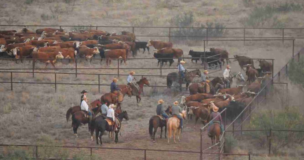 Waggoner, campo, ganadería