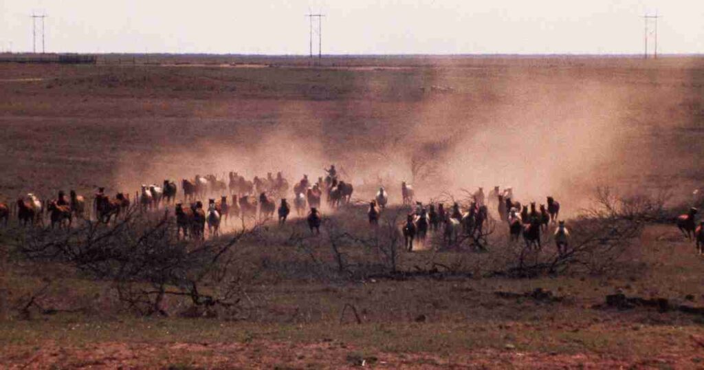 Waggoner, campo, ganadería