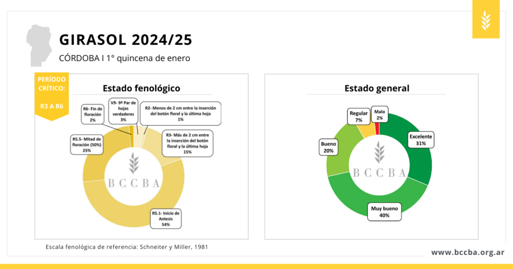 Girasol, Córdoba, 2025