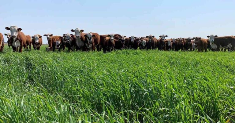 Ganadería, Buffel grass, pastura