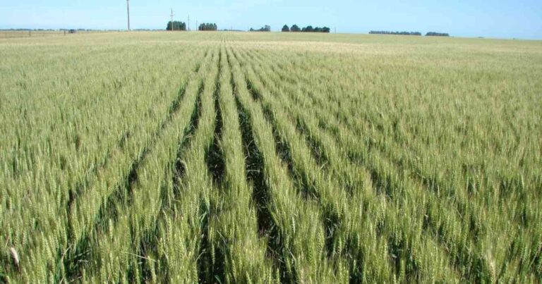 Trigo, raigras